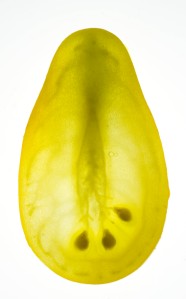 Beam's Yellow Pear
